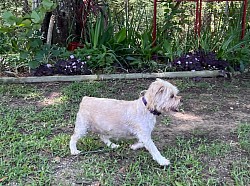 Dog playground & pet boarding