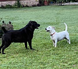 Jake & Willie