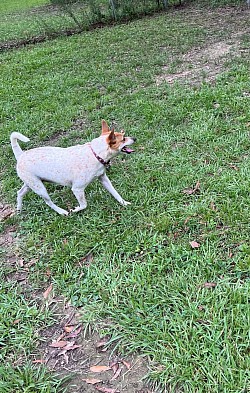 Benji