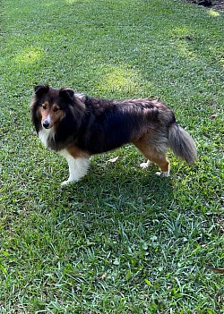 Dog boarding, pet boarding, dog daycare
