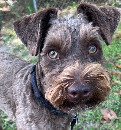 Dog boarding and Cat boarding, Doggie daycare, pet sitter